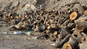 690x390cc-hkr-25-03-2025-agac-kym4