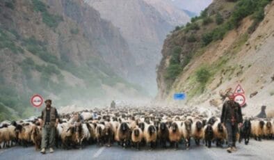 Hakkari’de şap hastalığı görüldü