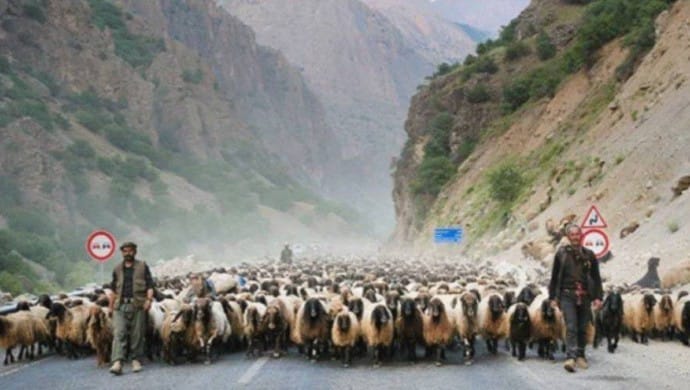 Hakkari’de şap hastalığı görüldü