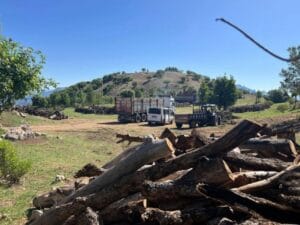 690x450nc-srnk-22-05-2025-besta-agac-kesimi-suruyor1