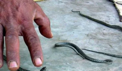 Yüksekova’da bir ailenin evini yılanlar bastı