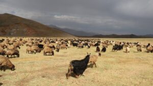 690x390cc-btls-13-07-2025-korucu-koyluler-davasi-rop1
