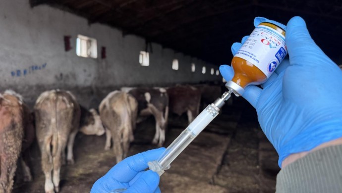 690x390cc-mrk-07-12-2025-mugla-sap-karantina