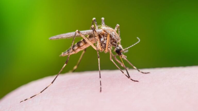 20260910-mosquito-c-jpg8848d7-image